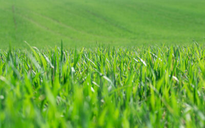 The Importance of Residential Lawn Services
